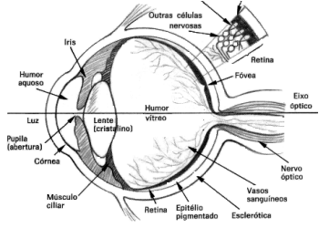 Esquema demostrativo das partes que compõem o Olho Humano !